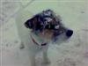 See dog covered in snow